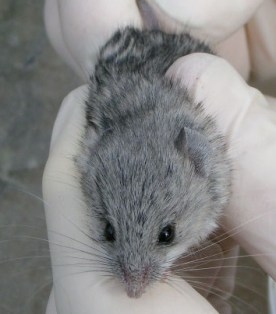 Pocket Mouse