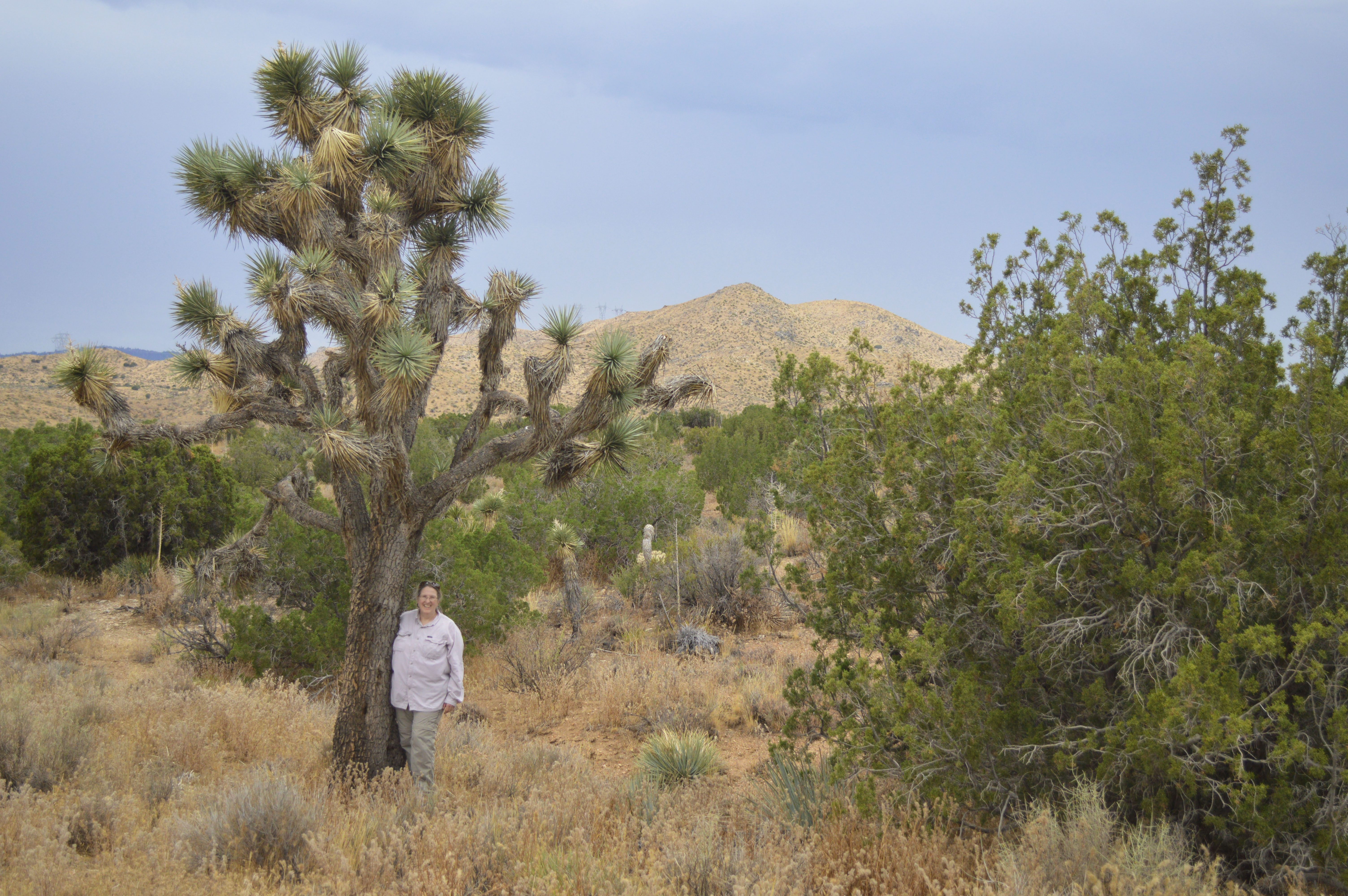 P132_Pinyon-Juniper2-JoshuaTree